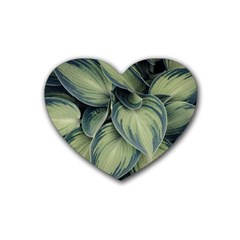 Closeup Photo Of Green Variegated Leaf Plants Heart Coaster (4 Pack)  by Pakrebo