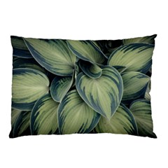 Closeup Photo Of Green Variegated Leaf Plants Pillow Case (two Sides) by Pakrebo