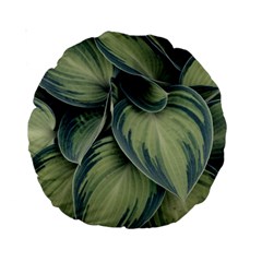 Closeup Photo Of Green Variegated Leaf Plants Standard 15  Premium Round Cushions by Pakrebo