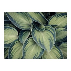 Closeup Photo Of Green Variegated Leaf Plants Double Sided Flano Blanket (mini)  by Pakrebo