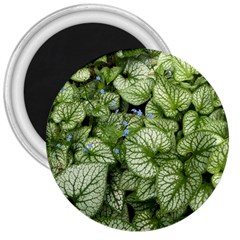 Green And White Leaf Plant 3  Magnets by Pakrebo