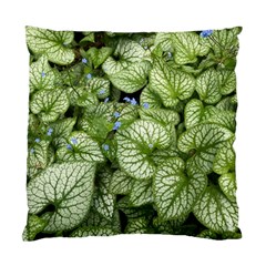 Green And White Leaf Plant Standard Cushion Case (two Sides) by Pakrebo