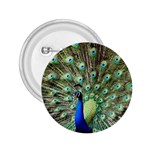 Blue And Green Peacock 2.25  Buttons Front