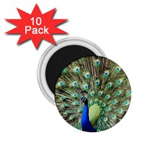 Blue And Green Peacock 1 75  Magnets (10 Pack)  by Pakrebo