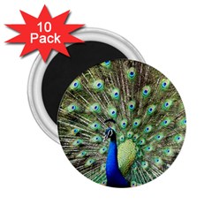 Blue And Green Peacock 2 25  Magnets (10 Pack)  by Pakrebo