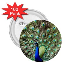 Blue And Green Peacock 2 25  Buttons (100 Pack)  by Pakrebo