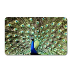 Blue And Green Peacock Magnet (rectangular) by Pakrebo