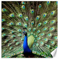 Blue And Green Peacock Canvas 12  X 12  by Pakrebo