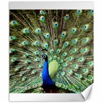 Blue And Green Peacock Canvas 20  x 24  19.57 x23.15  Canvas - 1