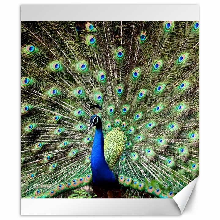 Blue And Green Peacock Canvas 20  x 24 