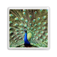 Blue And Green Peacock Memory Card Reader (square) by Pakrebo