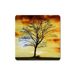 Branches Dawn Dusk Fall Square Magnet by Pakrebo