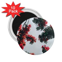 Red Petaled Flowers 2 25  Magnets (10 Pack)  by Pakrebo