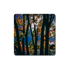 Silhouette Of Trees Square Magnet by Pakrebo