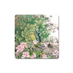 Peafowl Peacock Feather Beautiful Square Magnet by Sudhe