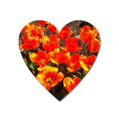 Orange Tulips At The Commons Heart Magnet by Riverwoman