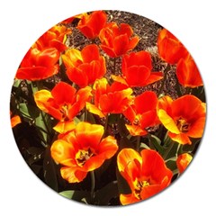 Orange Tulips At The Commons Magnet 5  (round) by Riverwoman