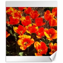 Orange Tulips At The Commons Canvas 8  X 10  by Riverwoman