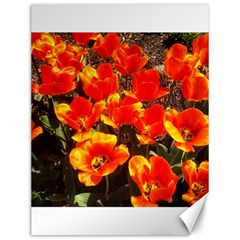 Orange Tulips At The Commons Canvas 12  X 16  by Riverwoman