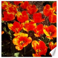 Orange Tulips At The Commons Canvas 20  X 20  by Riverwoman