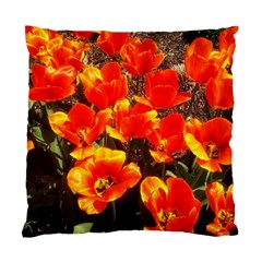 Orange Tulips At The Commons Standard Cushion Case (one Side) by Riverwoman