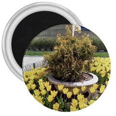 Columbus Commons Yellow Tulips 3  Magnets by Riverwoman