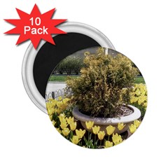 Columbus Commons Yellow Tulips 2 25  Magnets (10 Pack)  by Riverwoman