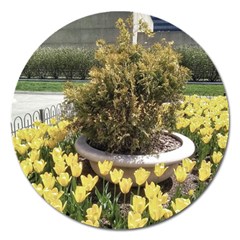 Columbus Commons Yellow Tulips Magnet 5  (round) by Riverwoman