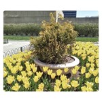 Columbus Commons yellow tulips Double Sided Flano Blanket (Small)  50 x40  Blanket Front