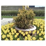 Columbus Commons yellow tulips Double Sided Flano Blanket (Medium)  60 x50  Blanket Front