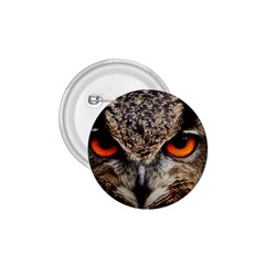 Owl Bird Eyes Eagle Owl Birds 1 75  Buttons by Wegoenart