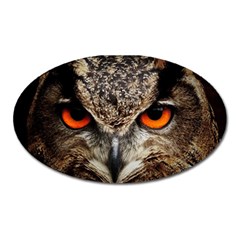 Owl Bird Eyes Eagle Owl Birds Oval Magnet by Wegoenart