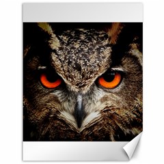 Owl Bird Eyes Eagle Owl Birds Canvas 36  X 48 