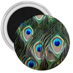 Peacock Feathers Peacock Bird 3  Magnets Front