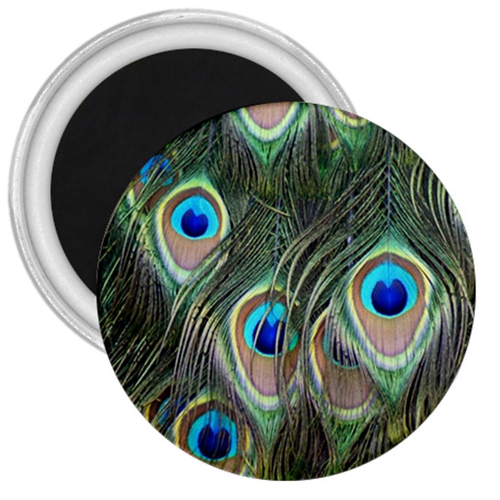 Peacock Feathers Peacock Bird 3  Magnets