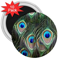 Peacock Feathers Peacock Bird 3  Magnets (10 Pack)  by Wegoenart