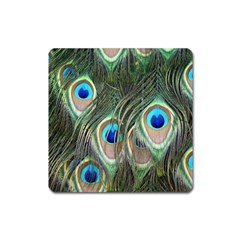 Peacock Feathers Peacock Bird Square Magnet by Wegoenart