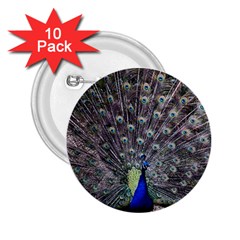 Peacock Bird Feather Plumage Green 2 25  Buttons (10 Pack)  by Wegoenart