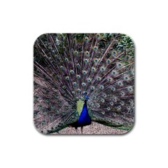 Peacock Bird Feather Plumage Green Rubber Square Coaster (4 Pack)  by Wegoenart