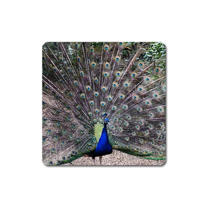 Peacock Bird Feather Plumage Green Square Magnet