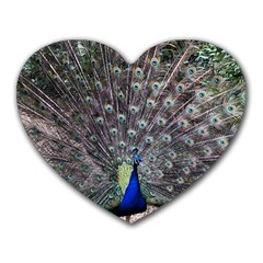 Peacock Bird Feather Plumage Green Heart Mousepads by Wegoenart