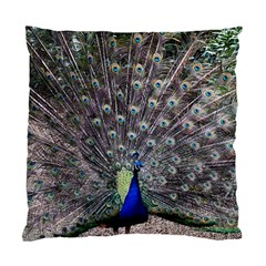 Peacock Bird Feather Plumage Green Standard Cushion Case (one Side) by Wegoenart