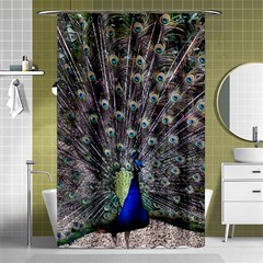 Peacock Bird Feather Plumage Green Shower Curtain 48  X 72  (small)  by Wegoenart