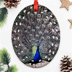 Peacock Bird Feather Plumage Green Ornament (oval Filigree) by Wegoenart