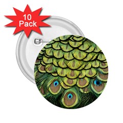 Peacock Feathers Peacock Bird 2 25  Buttons (10 Pack)  by Pakrebo