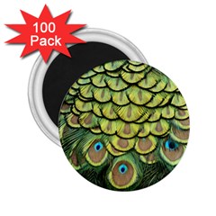 Peacock Feathers Peacock Bird 2 25  Magnets (100 Pack)  by Pakrebo