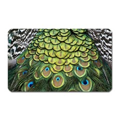 Peacock Feathers Peacock Bird Magnet (rectangular) by Pakrebo