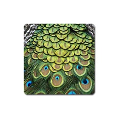 Peacock Feathers Peacock Bird Square Magnet by Pakrebo