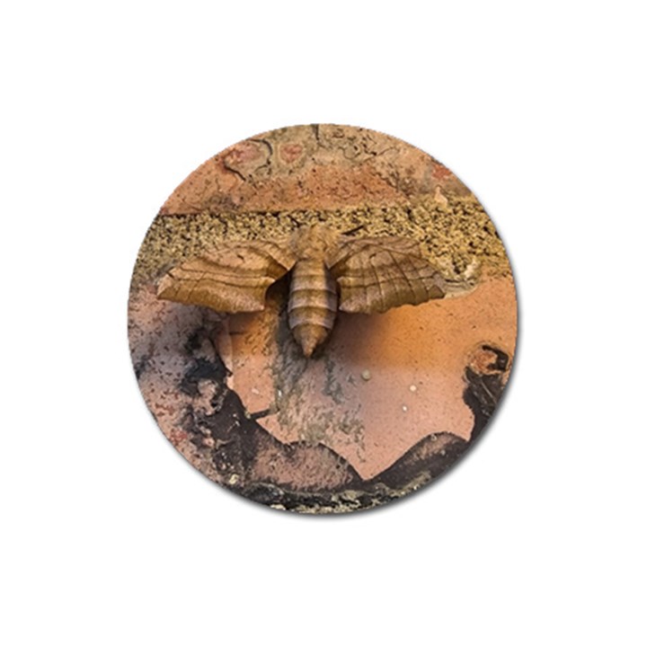 Night moth Magnet 3  (Round)