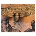 Night moth Double Sided Flano Blanket (Small)  50 x40  Blanket Front